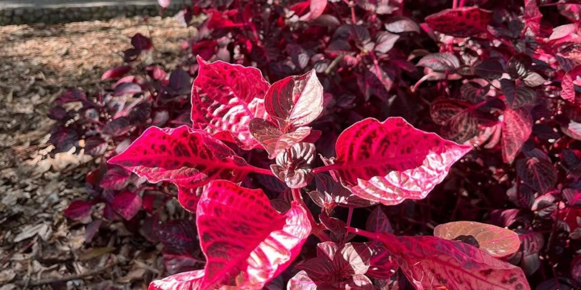 Coração-magoado: a planta vibrante que transforma varandas pequenas no verão