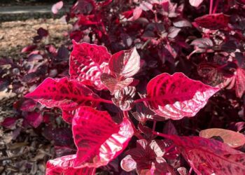 Coração-magoado: a planta vibrante que transforma varandas pequenas no verão