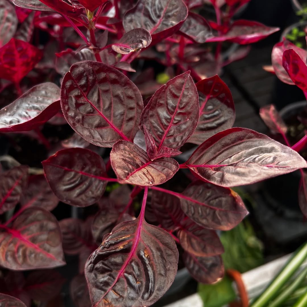 Coração-magoado: a planta vibrante que transforma varandas pequenas no verão