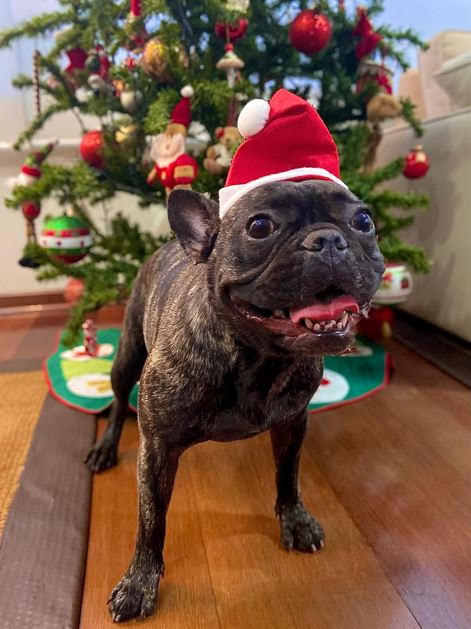 Época natalina: renove os ambientes com a decoração