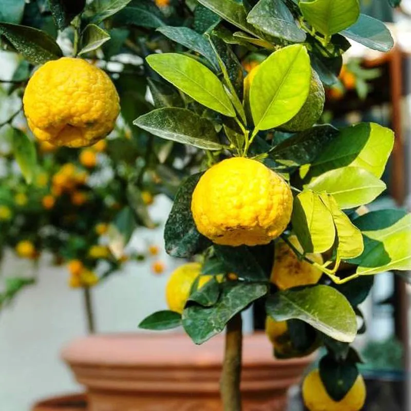 Limoeiro-anão: a frutífera que cresce rápido, dá limões o ano todo e é ótima para pequenos espaços