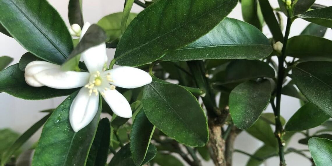 Limoeiro-anão: a frutífera que cresce rápido, dá limões o ano todo e é ótima para pequenos espaços