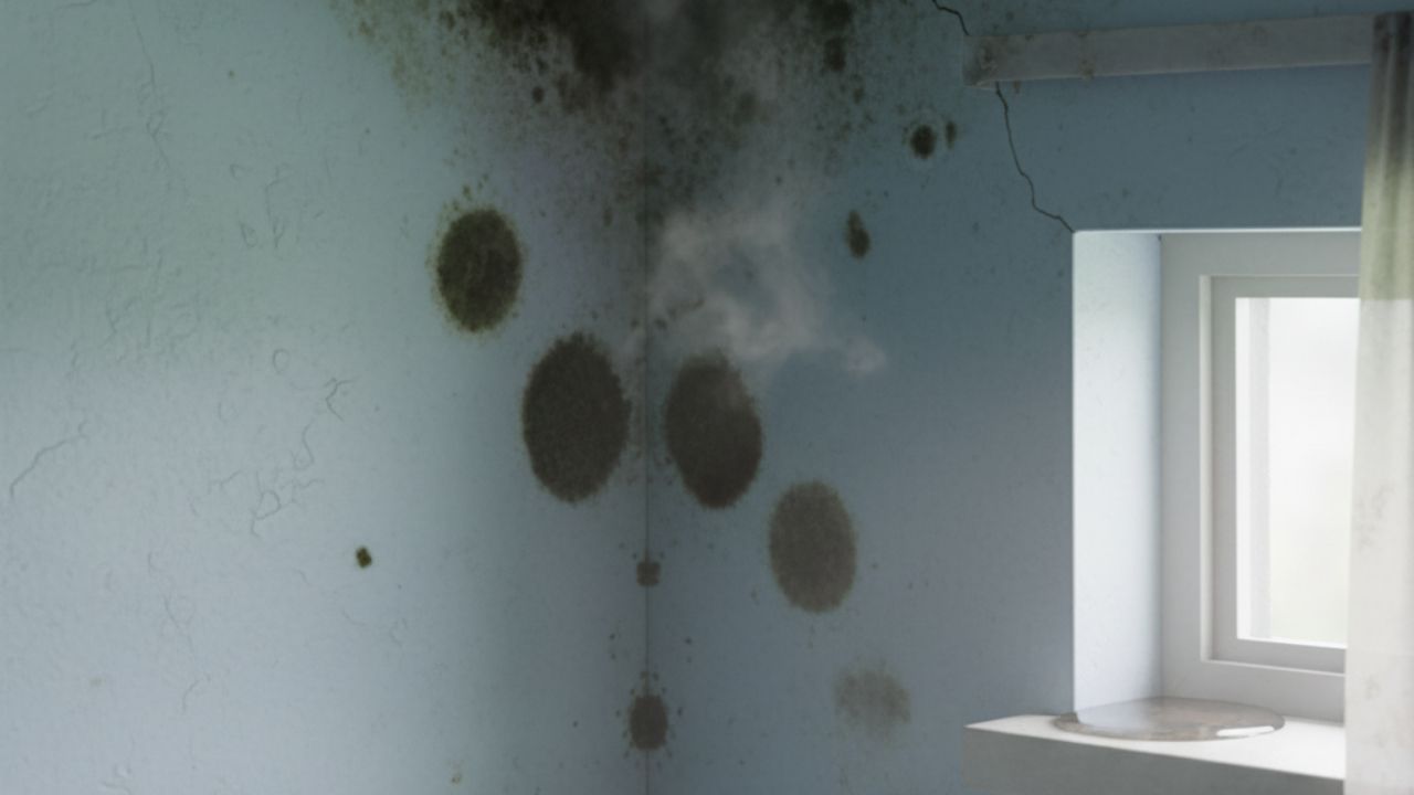 Como evitar mofo no verão e proteger paredes, móveis e tecidos