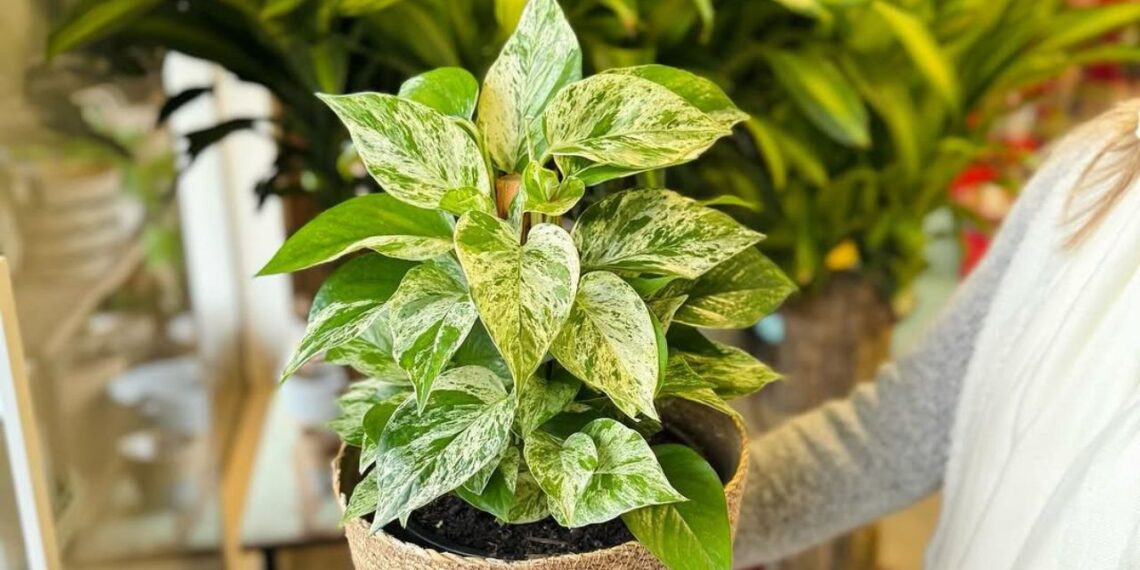 Como uma planta antes discreta se tornou sinônimo de aconchego, estilo e versatilidade nos lares brasileiros
