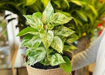 Como uma planta antes discreta se tornou sinônimo de aconchego, estilo e versatilidade nos lares brasileiros