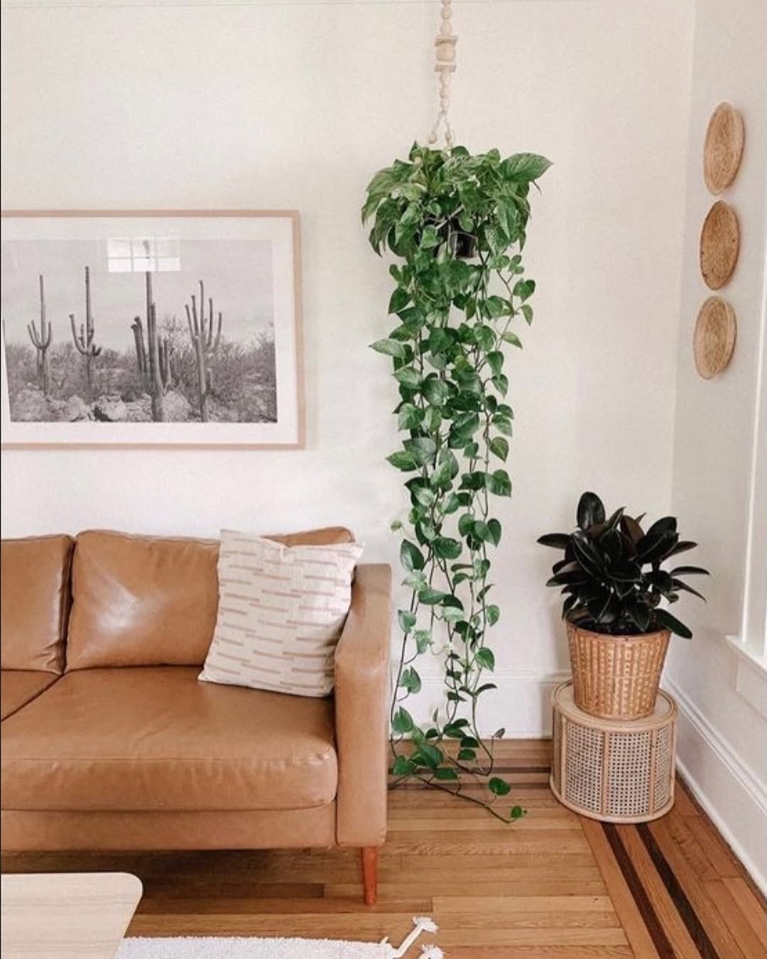 Como uma planta antes discreta se tornou sinônimo de aconchego, estilo e versatilidade nos lares brasileiros