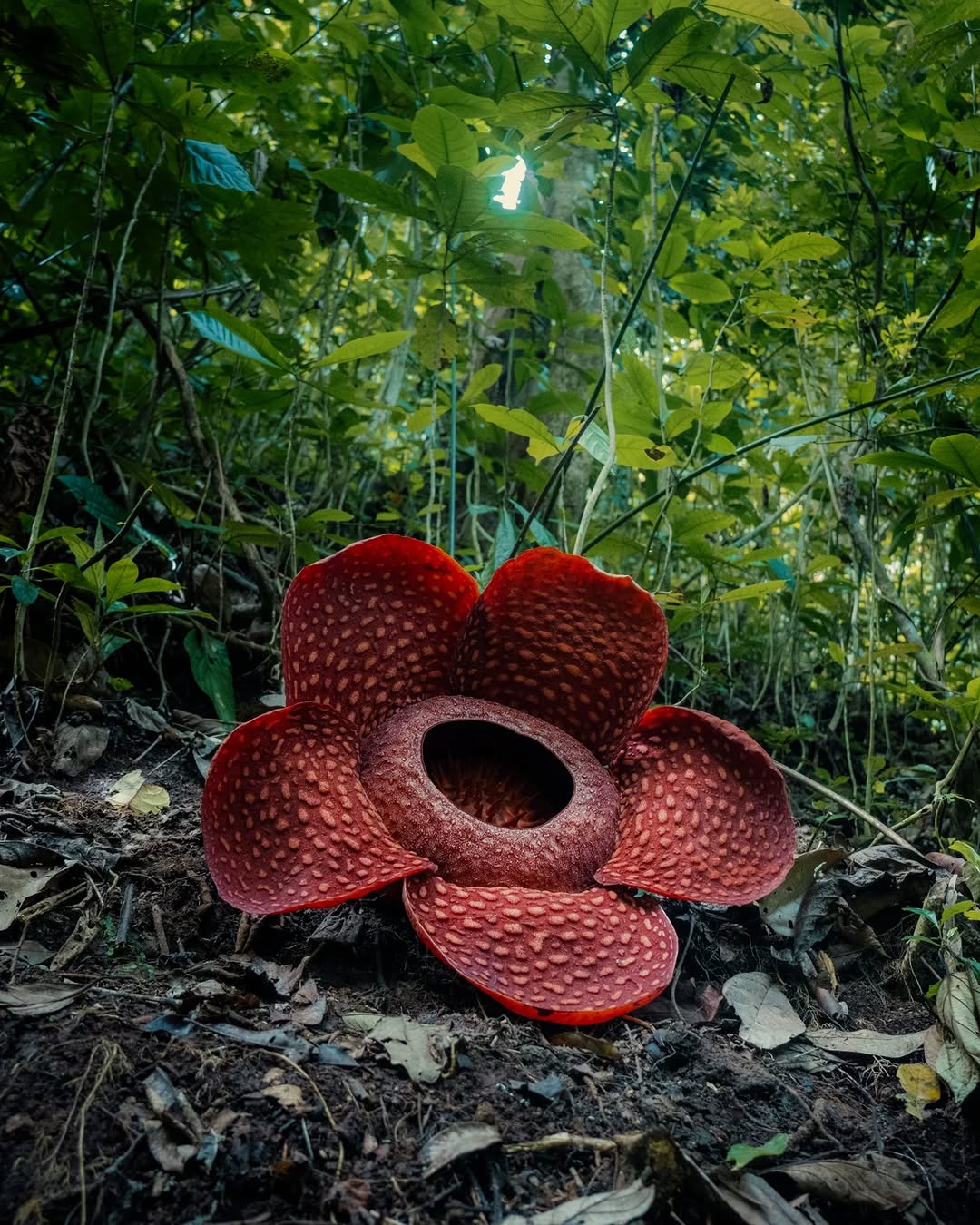 Raflésia-comum: a flor gigante que parece ter saído do Mundo Invertido de Stranger Things