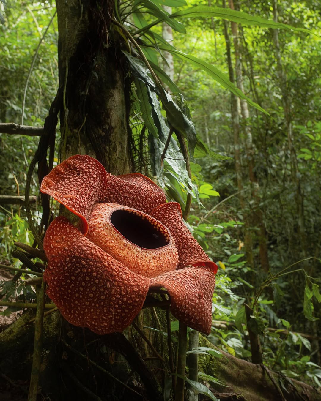 Raflésia-comum: a flor gigante que parece ter saído do Mundo Invertido de Stranger Things