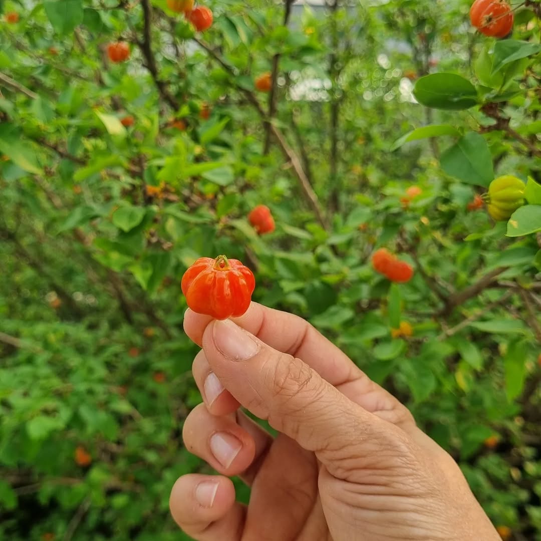 Pitangueira: A Estrela dos Jardins Funcionais em 2026