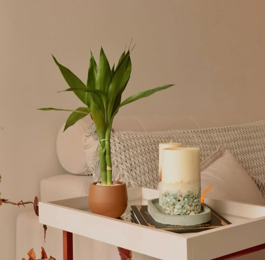 Bambu da Sorte: o segredo para manter essa planta resiliente sempre vibrante e cheia de energia positiva