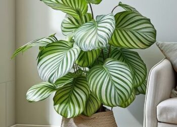 Calathea: a planta-zebra que transforma a decoração com textura, cor e movimento