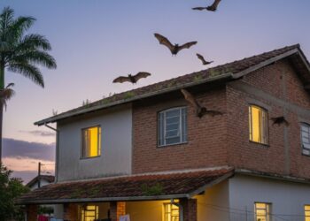 Morcegos perto de casa? Especialistas explicam atitudes simples que fazem eles desaparecerem