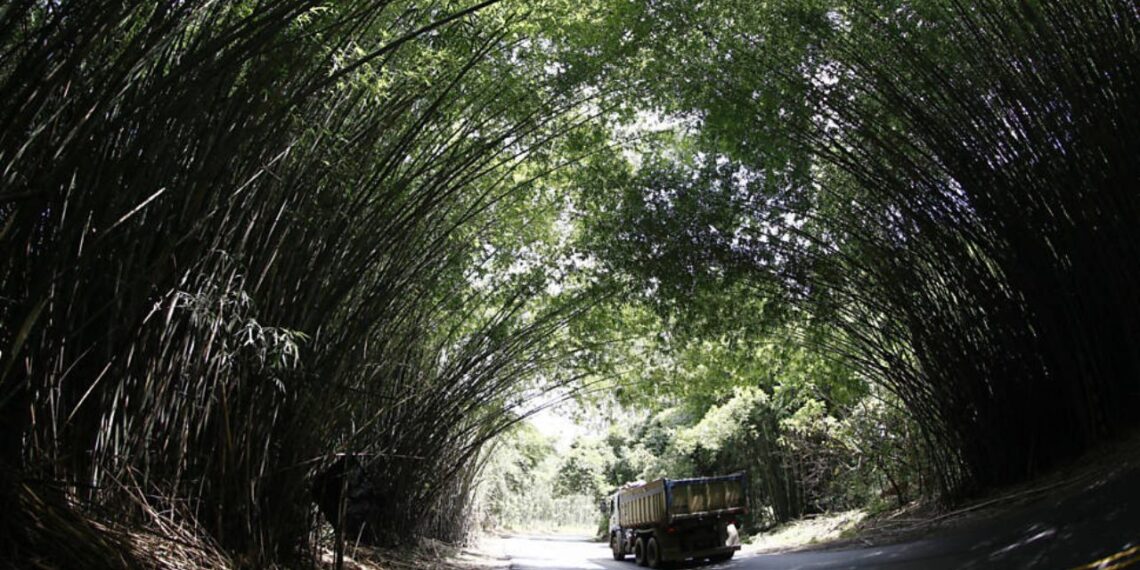 A entrada mais fotogênica do interior de São Paulo fica em Morungaba