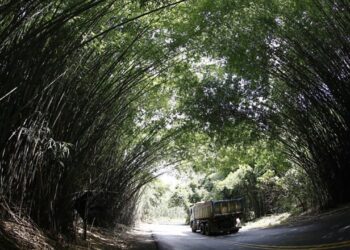 A entrada mais fotogênica do interior de São Paulo fica em Morungaba