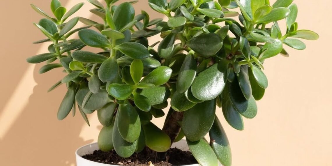 Planta jade: como a Crassula ovata virou símbolo de abundância e equilíbrio no Feng Shui