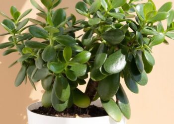 Planta jade: como a Crassula ovata virou símbolo de abundância e equilíbrio no Feng Shui