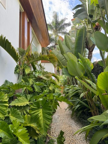 Plantas no Verão: entenda o que muda na rotina de cuidados durante os dias mais quentes