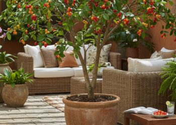 Vaso com pitangueira compondo a decoração