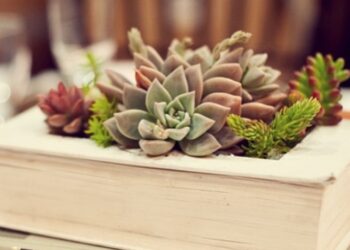 As suculentas deixaram de ser protagonistas na decoração de interiores?