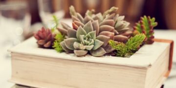 As suculentas deixaram de ser protagonistas na decoração de interiores?