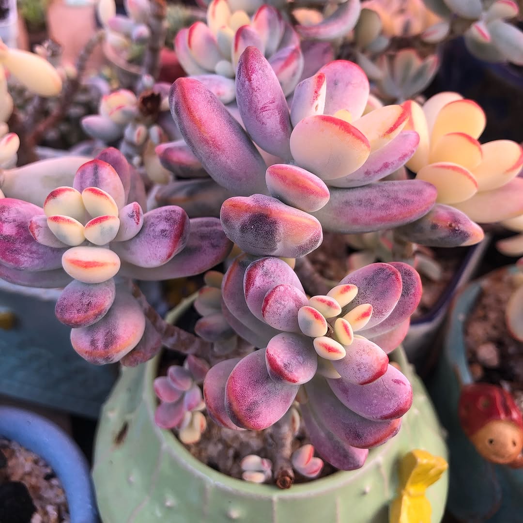 As suculentas deixaram de ser protagonistas na decoração de interiores?