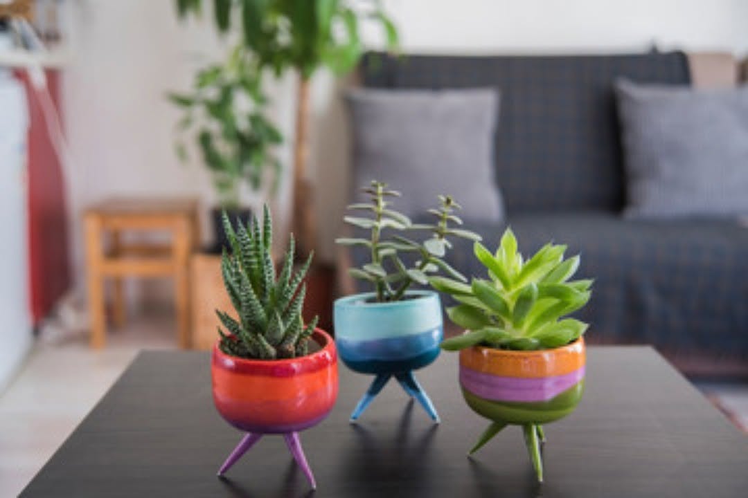 As suculentas deixaram de ser protagonistas na decoração de interiores?