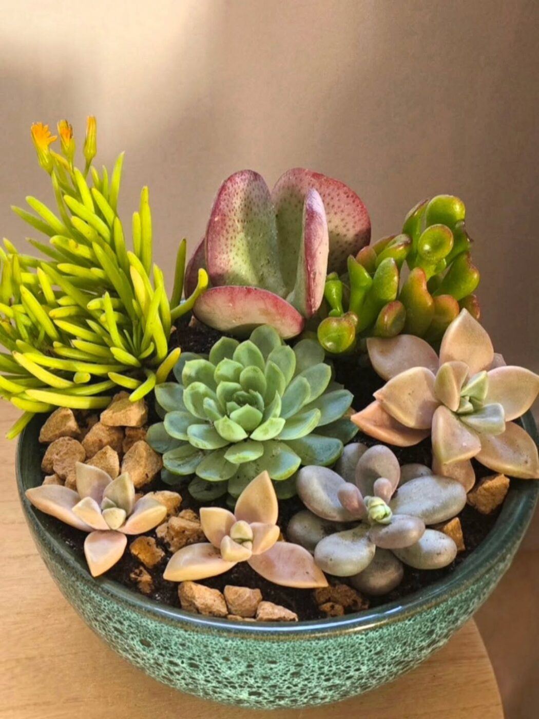 As suculentas deixaram de ser protagonistas na decoração de interiores?