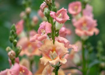 Boca-de-leão: cores intensas, floração marcante e cuidados essenciais