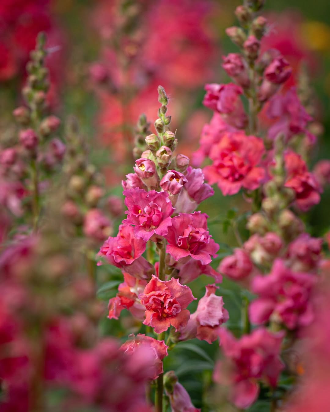 Boca-de-leão: cores intensas, floração marcante e cuidados essenciais