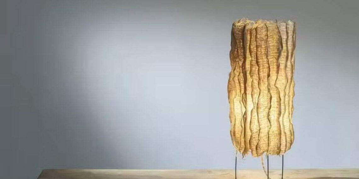 Foto: Rootfull/Divulgação