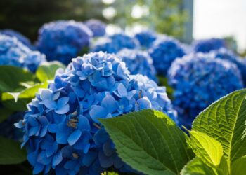 Você sabia que a cor das hortênsias azuis, rosas e roxas pode ser ajustada pelo pH do solo?