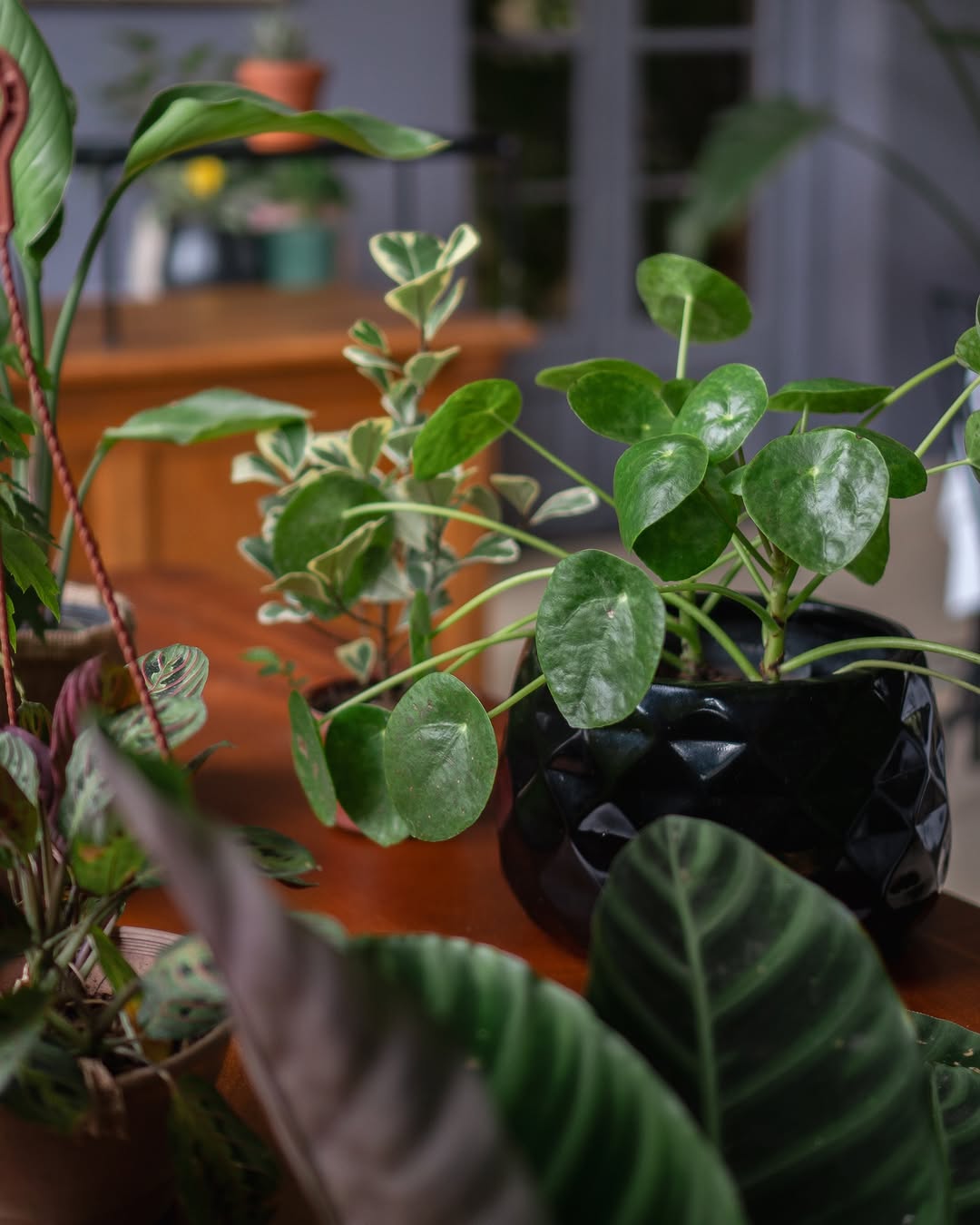 5 plantas de interior de baixa manutenção que elevam a energia da casa