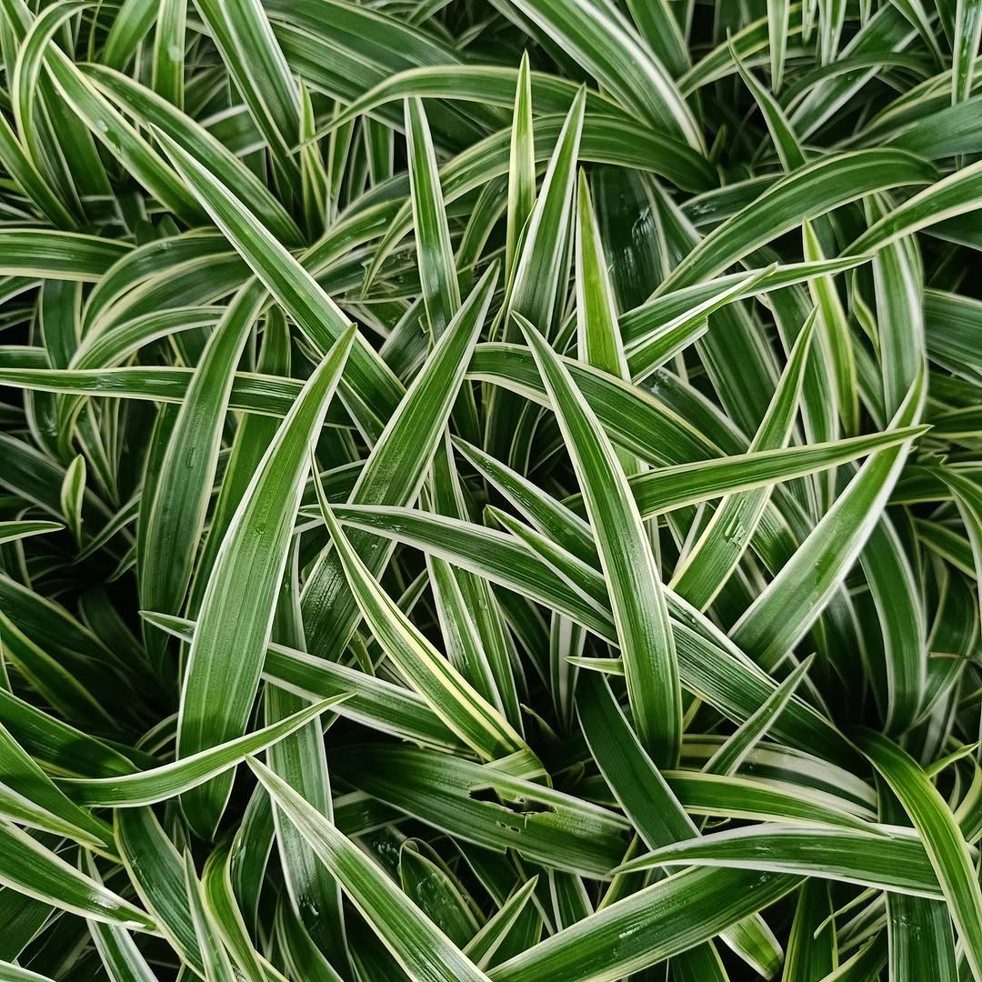 Planta-aranha saudável começa pela rega certa — veja como fazer do jeito correto