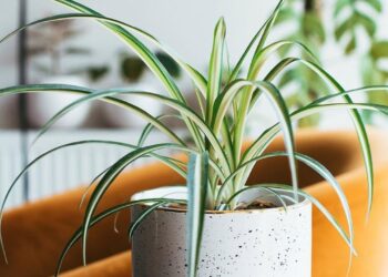 Planta-aranha saudável começa pela rega certa — veja como fazer do jeito correto