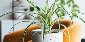 Planta-aranha saudável começa pela rega certa — veja como fazer do jeito correto