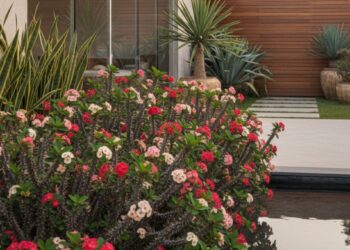 Coroa-de-Cristo: a planta que define limites, cria volume e floresce o ano todo no jardim