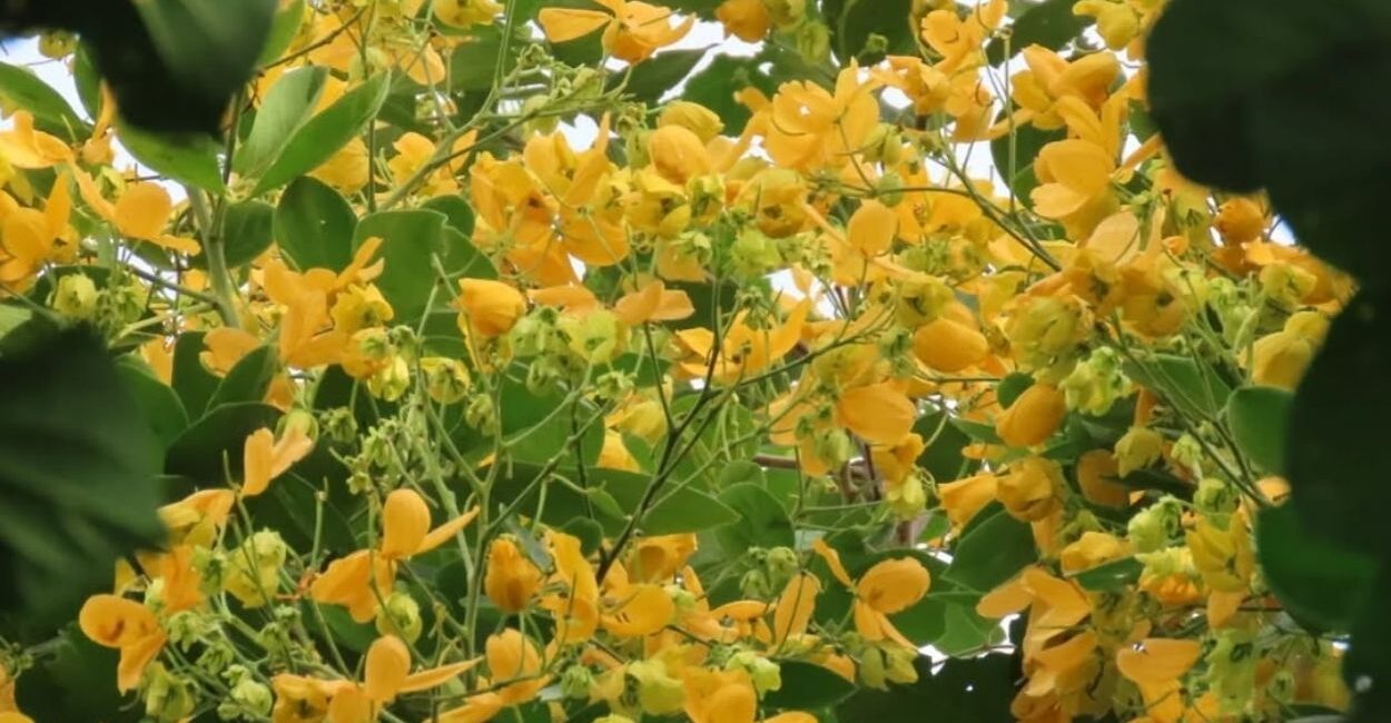 Fedegoso: a árvore nativa de flores amarelas que transforma calçadas e jardins com muito menos esforço do que você imagina