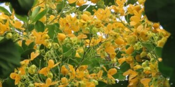 Fedegoso: a árvore nativa de flores amarelas que transforma calçadas e jardins com muito menos esforço do que você imagina