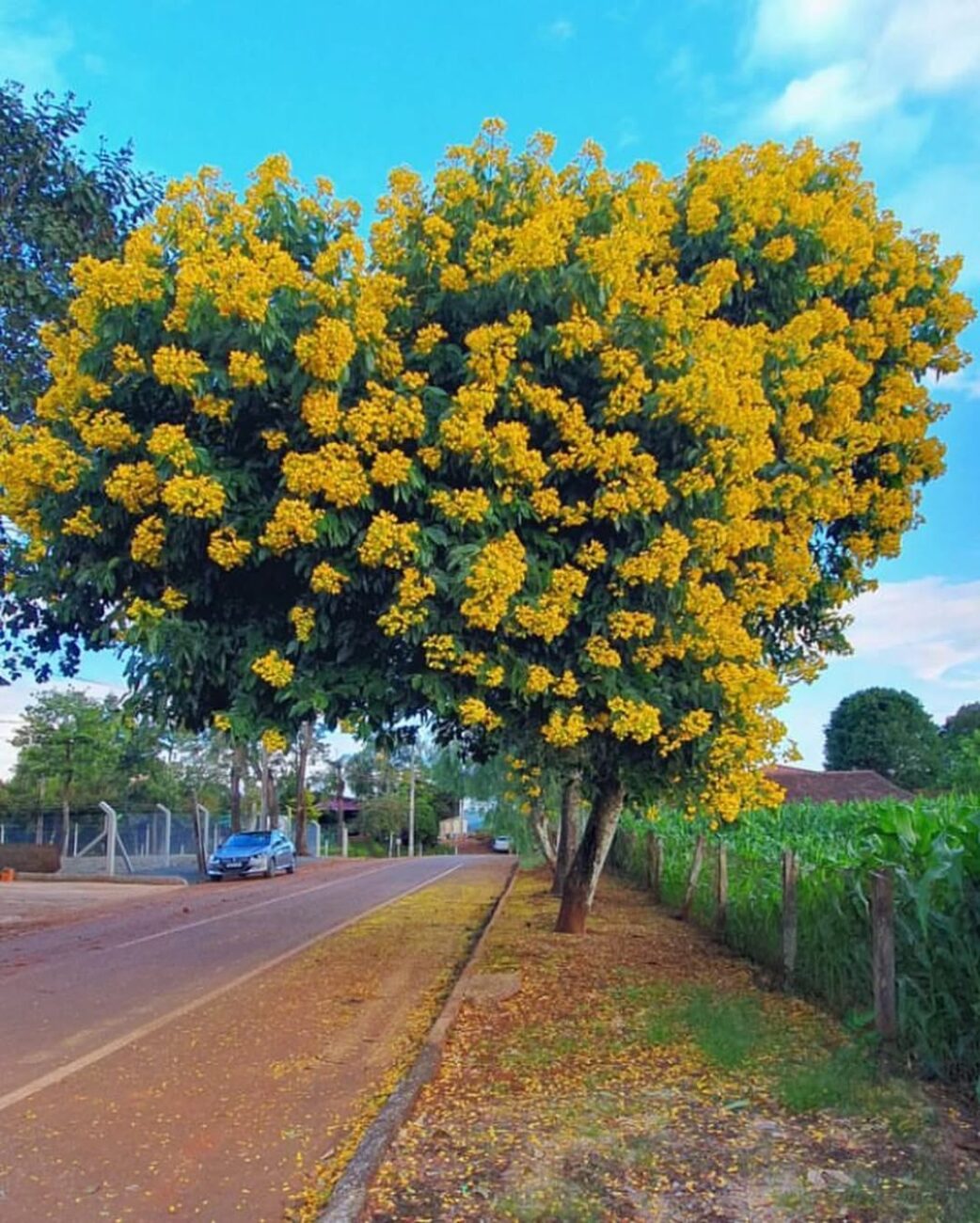 Fedegoso: a árvore nativa de flores amarelas que transforma calçadas e jardins com muito menos esforço do que você imagina
