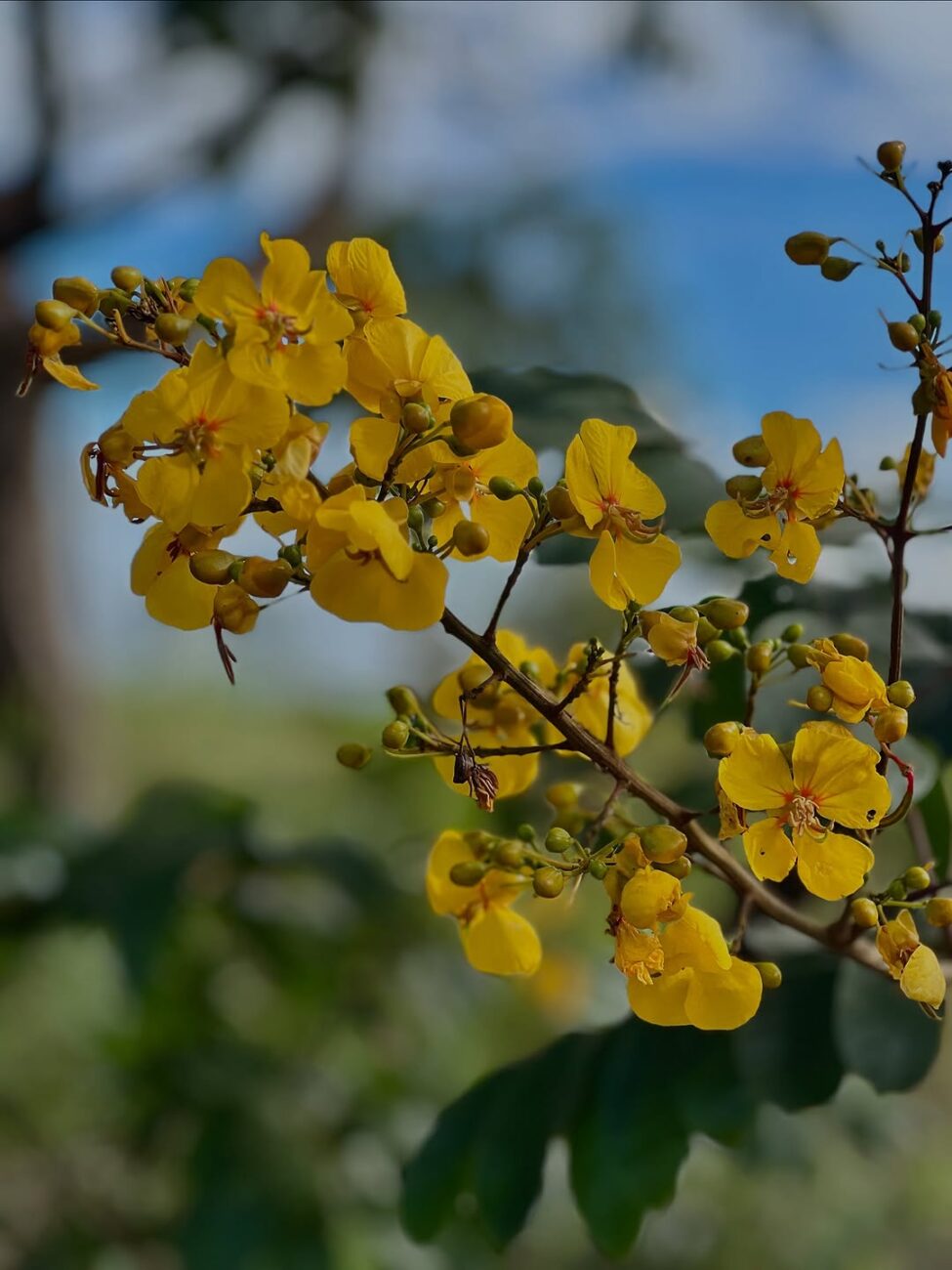 Fedegoso: a árvore nativa de flores amarelas que transforma calçadas e jardins com muito menos esforço do que você imagina