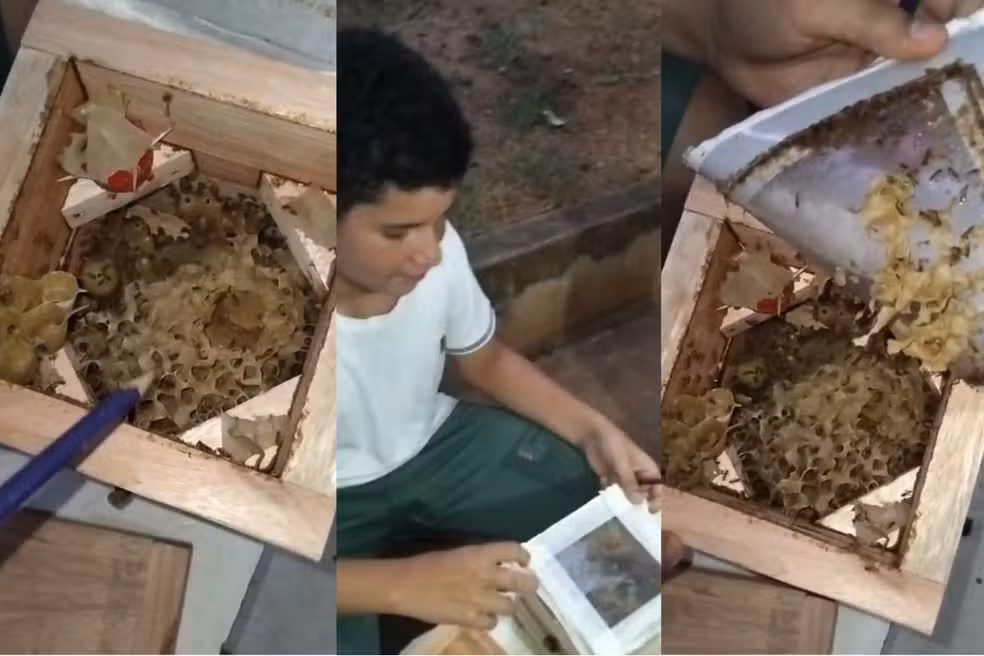 Abelhas sem ferrão no jardim: a criação de espécies nativas transforma o paisagismo e conserva a natureza