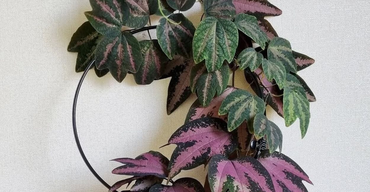 Maracujá Pé de Pato encanta pela folhagem trilobada e variegação que vai do branco ao roxo