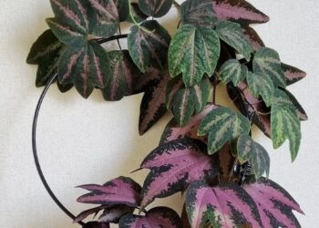 Maracujá Pé de Pato encanta pela folhagem trilobada e variegação que vai do branco ao roxo