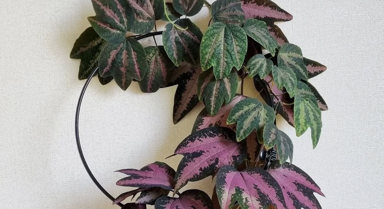 Maracujá Pé de Pato encanta pela folhagem trilobada e variegação que vai do branco ao roxo