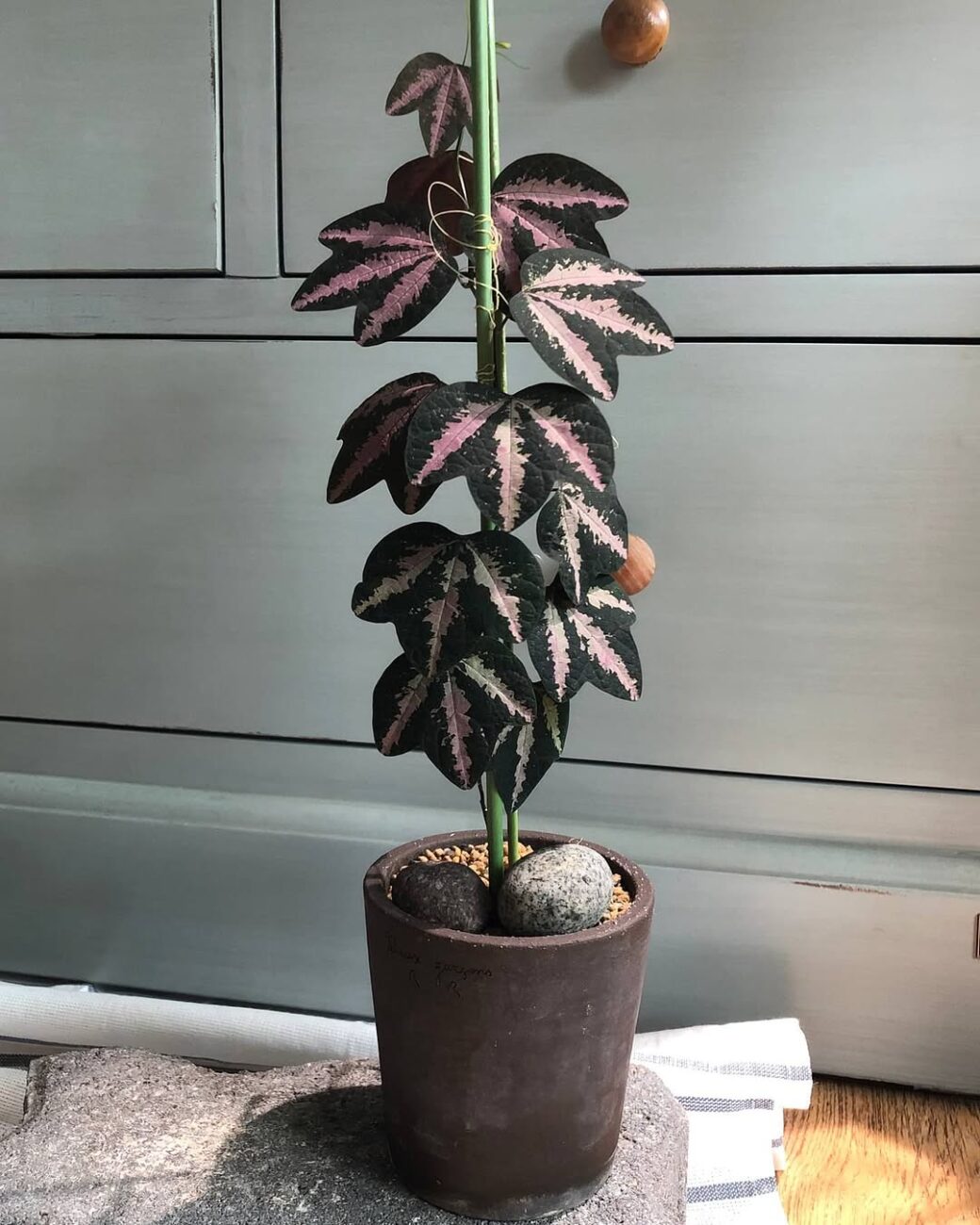 Maracujá Pé de Pato encanta pela folhagem trilobada e variegação que vai do branco ao roxo