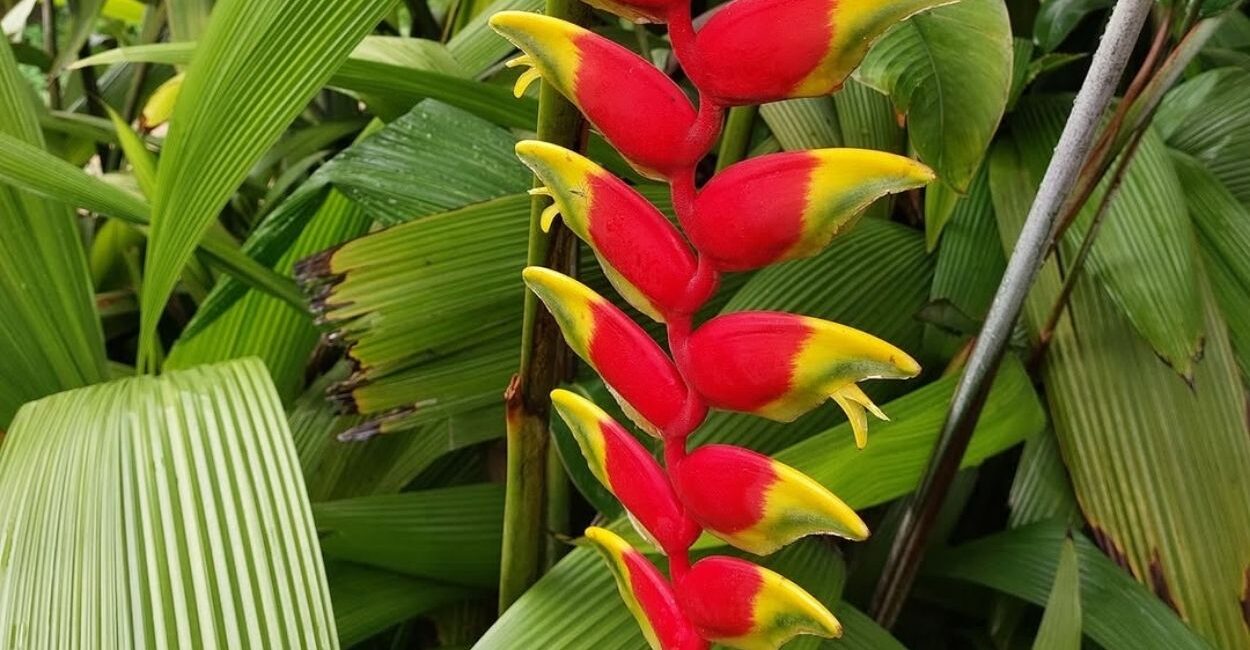 Heliconia bihai: a planta tropical que atrai beija-flores e transforma jardins com pouca luz