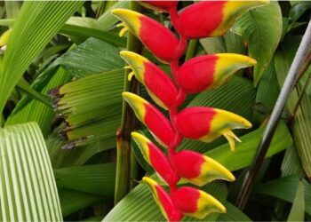 Heliconia bihai: a planta tropical que atrai beija-flores e transforma jardins com pouca luz