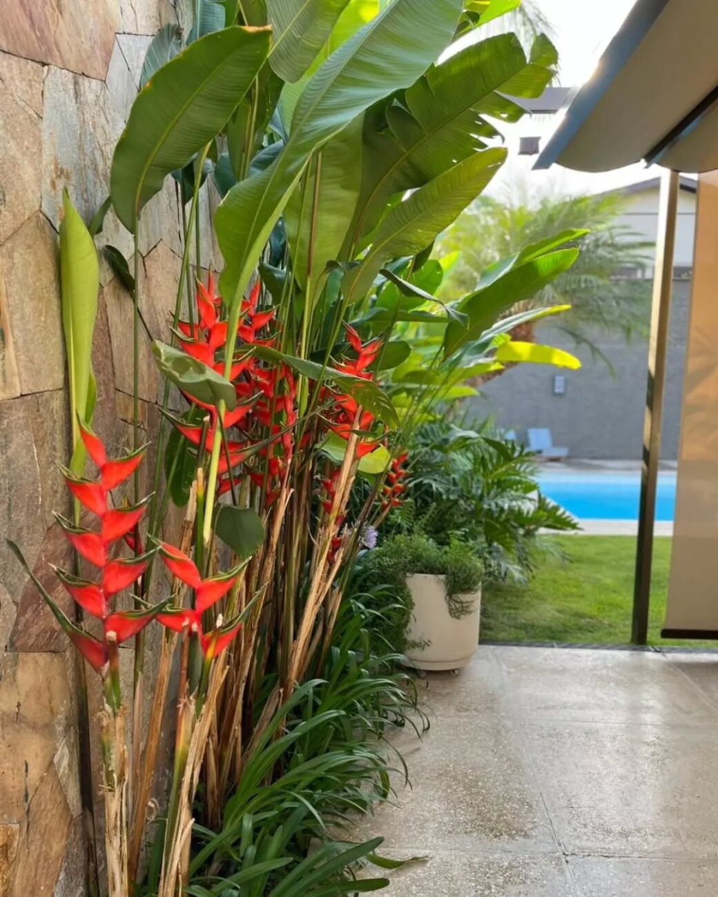 Heliconia bihai: a planta tropical que atrai beija-flores e transforma jardins com pouca luz