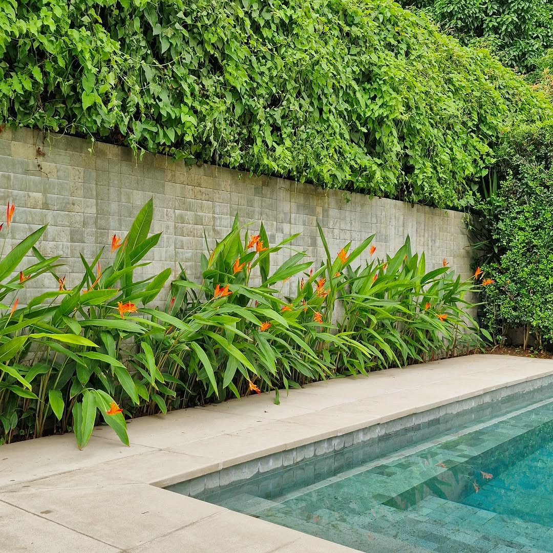 Heliconia bihai: a planta tropical que atrai beija-flores e transforma jardins com pouca luz