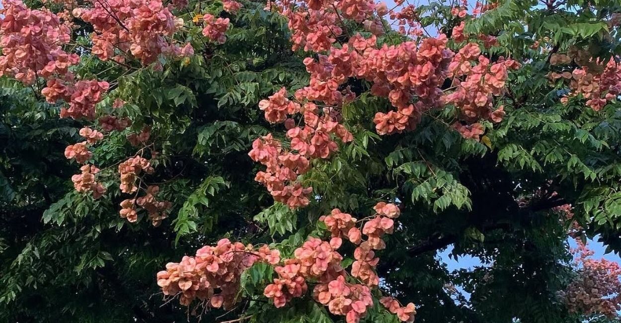 Árvore-da-China: a espécie de pequeno porte que garante efeito ornamental durante quase o ano inteiro